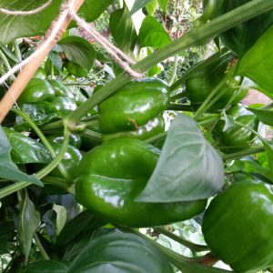 Growing Bell Peppers in Squamish and Vancouver