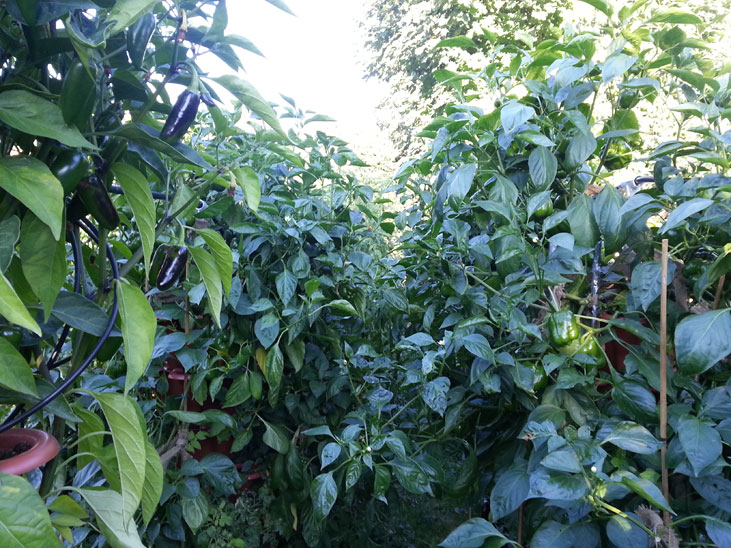 Jalapenos and Bell Peppers Side by Side