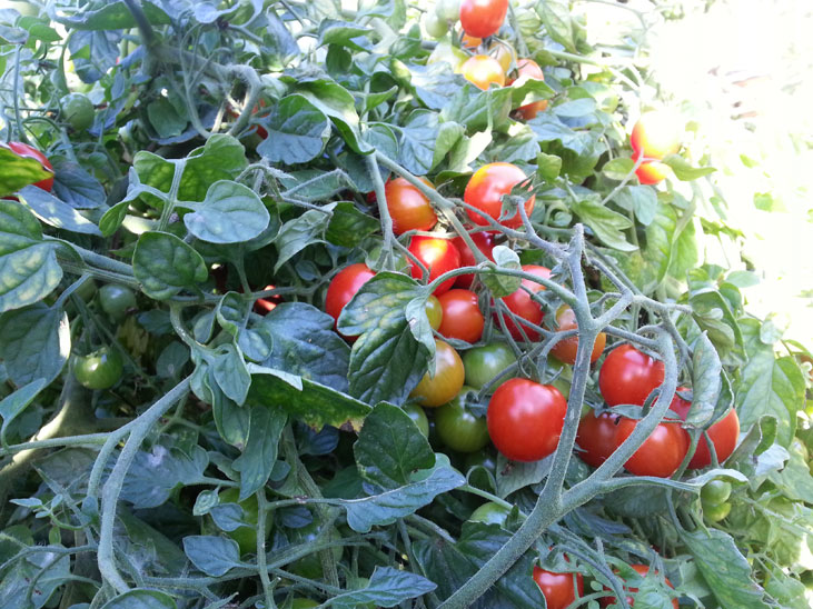 Squamish vine tomatoes