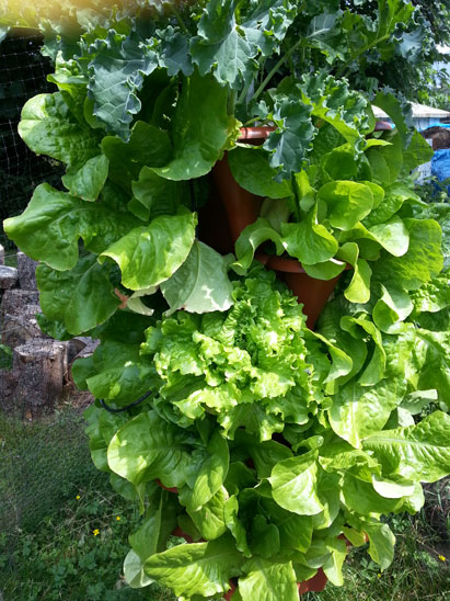Lettuce and Kale in vertical tower