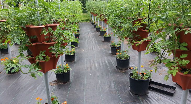 Rows of Sweet Million Tomatoes