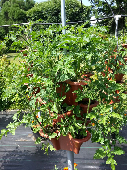 Growing Tomatoes With Little Effort