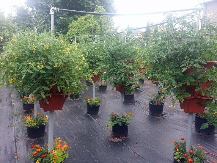 Vine Tomatoes. Tumbling Tom on left and Sweet Million on right.