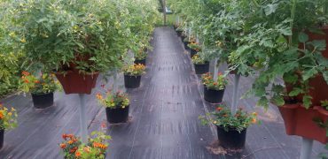 Tomatoes Grown 2018 in Pacific Northwest
