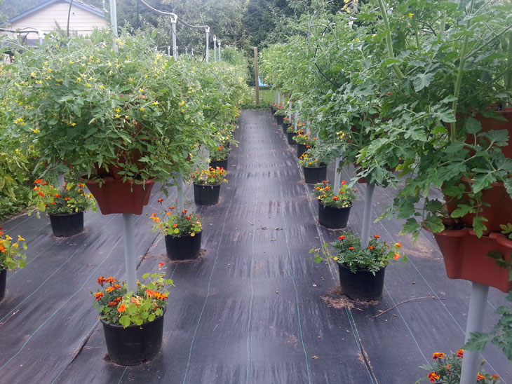 Tomatoes Grown 2018 in Pacific Northwest