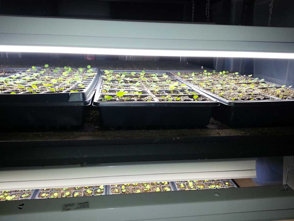 Strawberry seedlings under lights at 6 - 8 weeks old