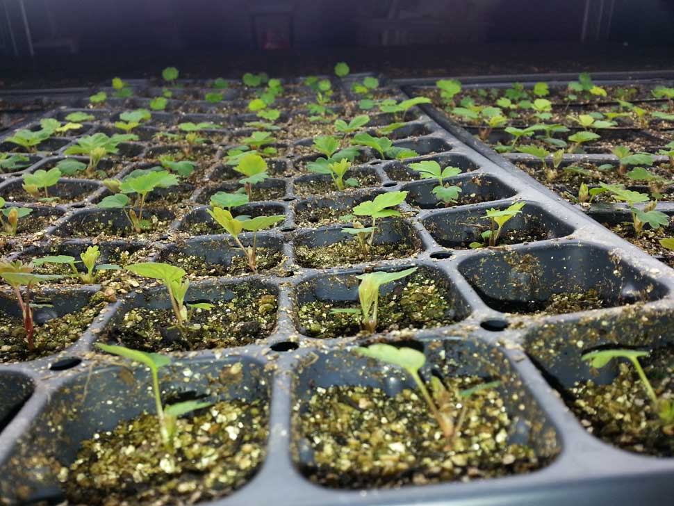 8 week old strawberry seedlings in 72 cell flat
