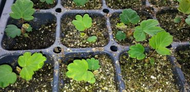 8 week old strawberry seedlings in tray