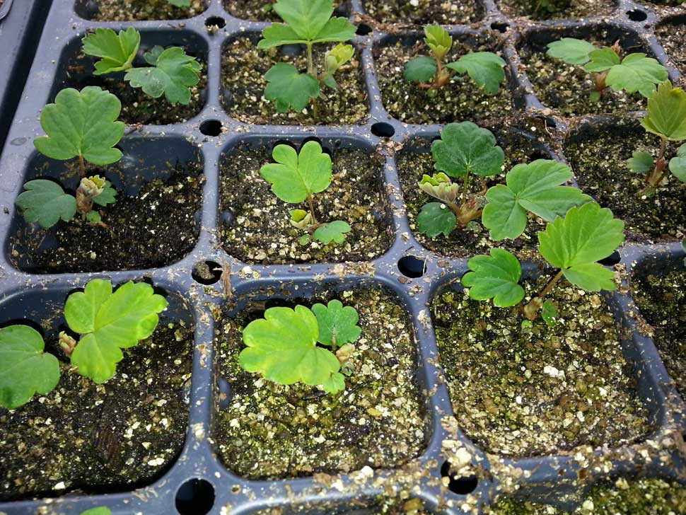 8 week old strawberry seedlings in tray