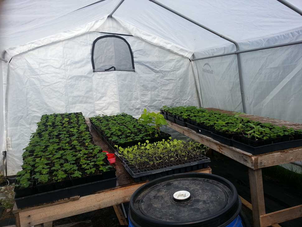 Seedlings moved to greenhouse