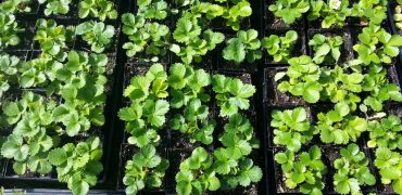 Strawberry seedlings 4 months old