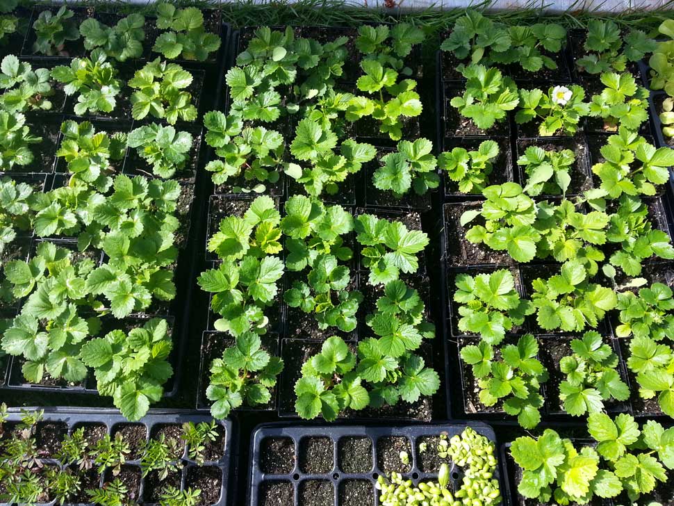 Strawberry seedlings 4 months old