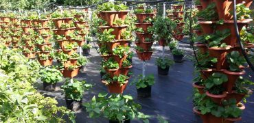 5 month old strawberry plants