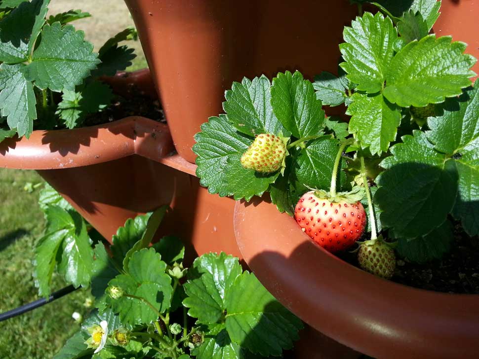 5 month old strawberry plants with ripening fruit