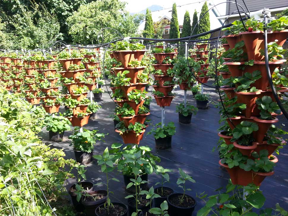 5 month old strawberry plants