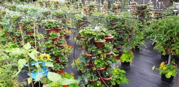 Strawberry Plants at 6 months Old