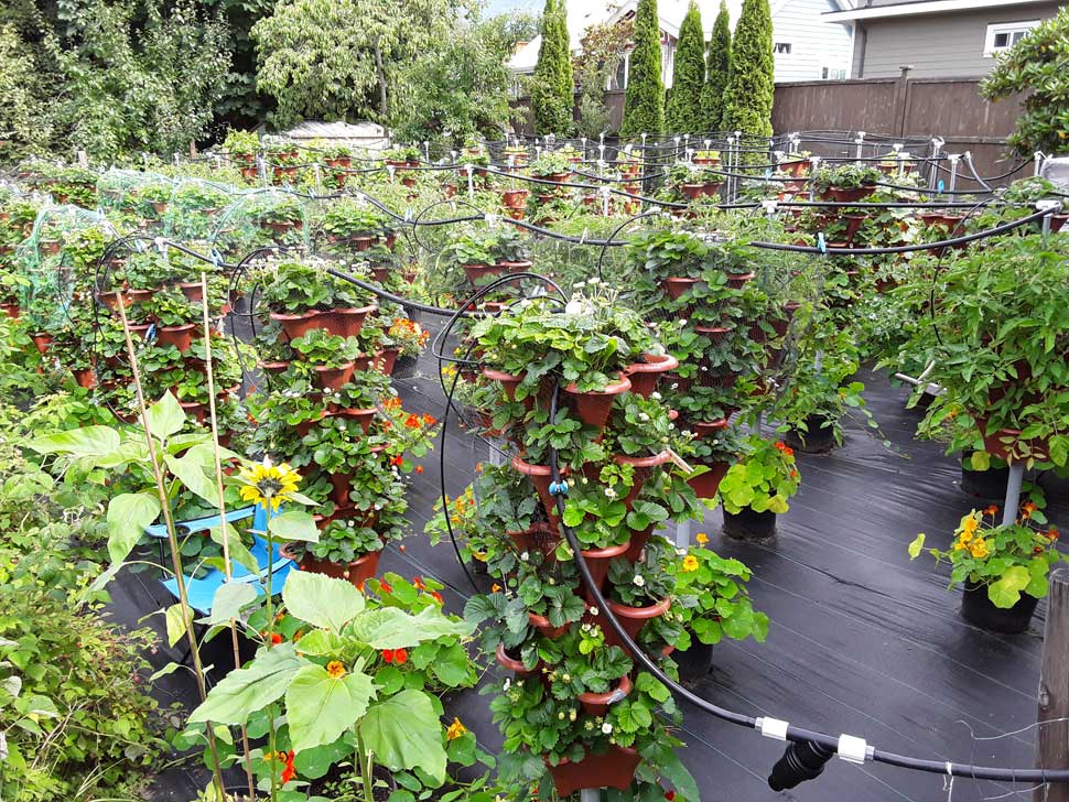 Strawberry Plants at 6 months Old