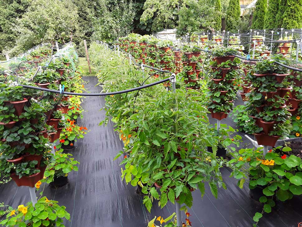 Row of tomatoes containing mostly Early Girl Variety