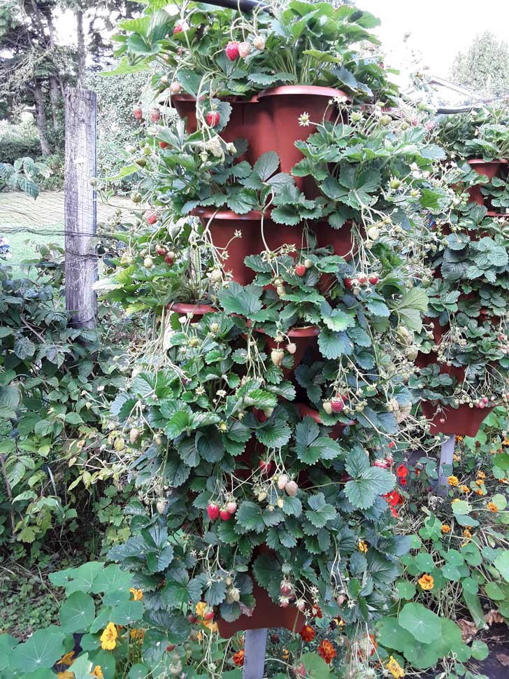 Fruiting Fresca strawberry plants at 7 months old in hydroponics