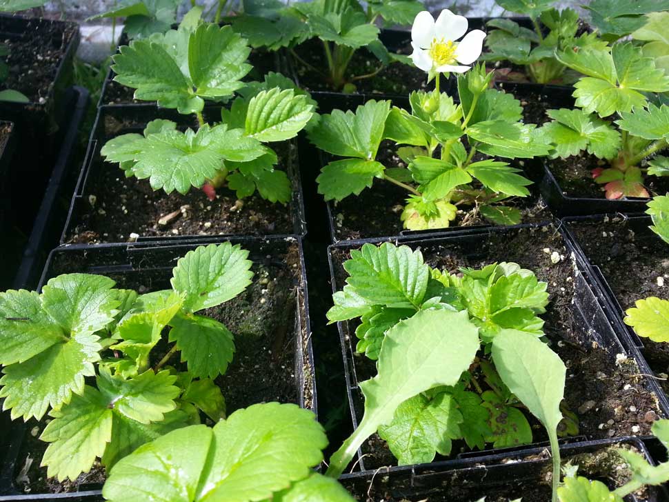 First strawberry flower