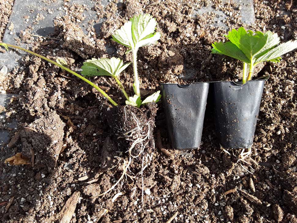 Strawberry Runners With Roots at 2 weeks