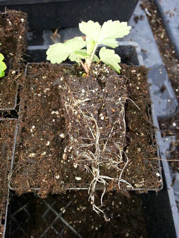 Transplanting strawberry seedling to larger container