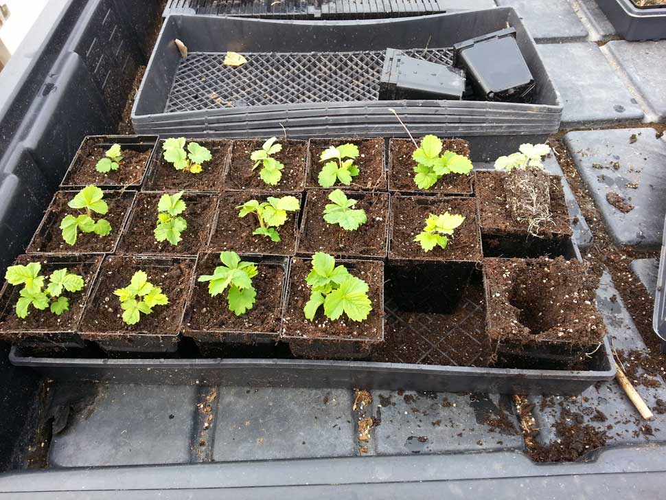 Transplanted strawberry seedlings at 3 months old