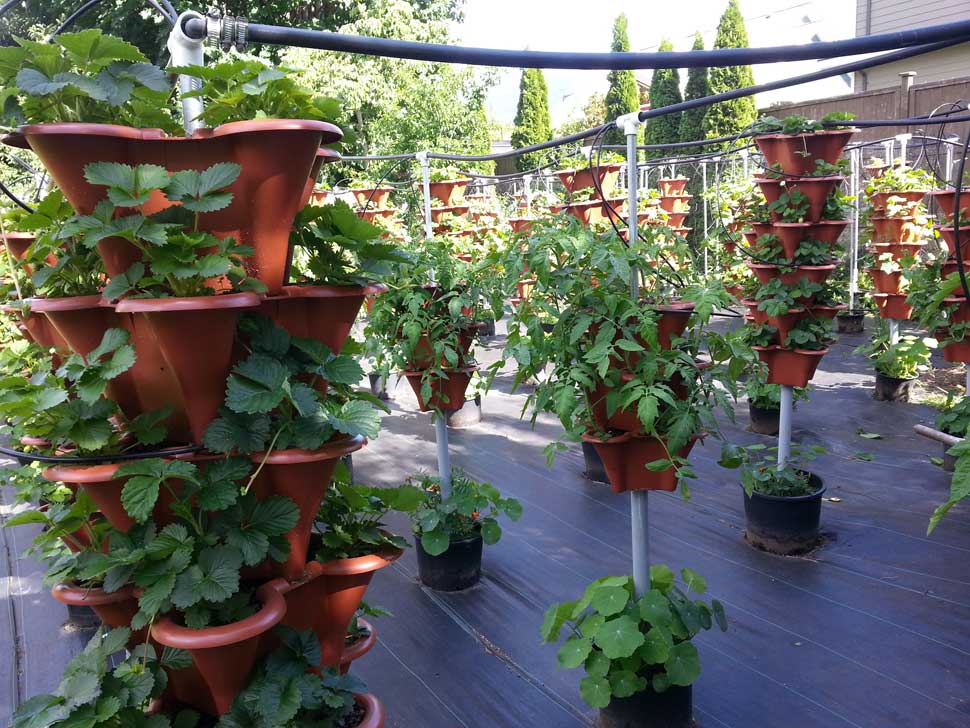 Backyard hydroponic farm