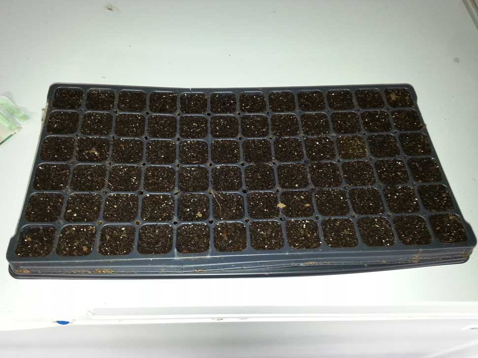 seedling flat 72 cell used for growing seventy two seeds in Squamish, Vancouver and Pacific Northwest gardens