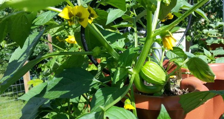 How To Grow Tomatillos