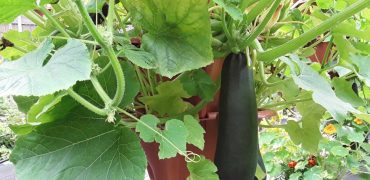 Hydroponic Zuccini