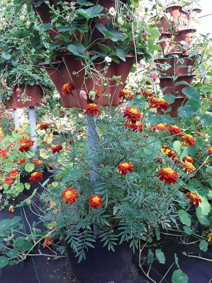 How to grow large Marigolds 