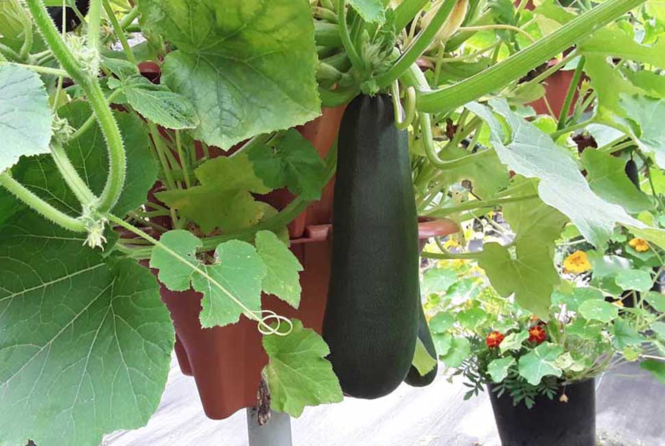 Perfectly grown Zuccini