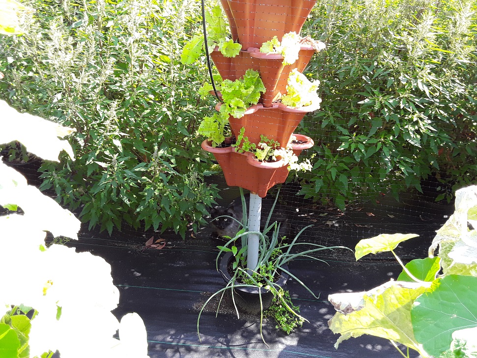 Lettuce protected from slugs and snails