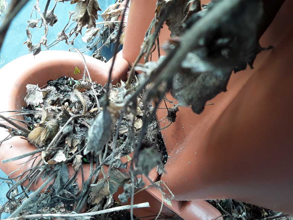 Dead looking strawberry plant in container