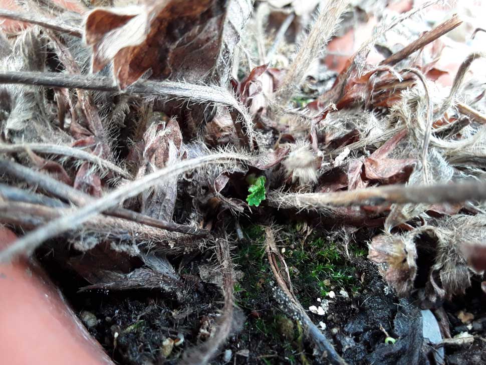 Strawberry bud growing from crown