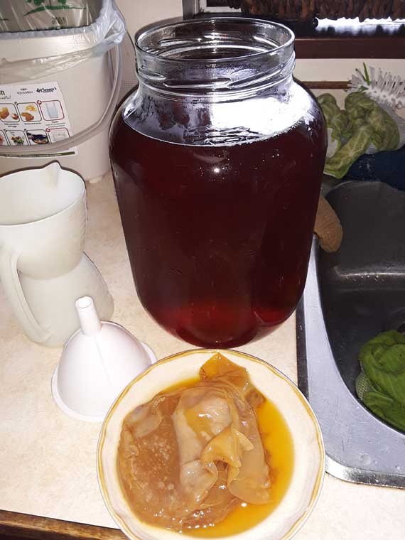 New batch of Kombucha