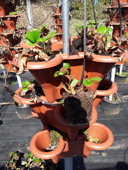 Transplanting runners from the previous year's seedlings