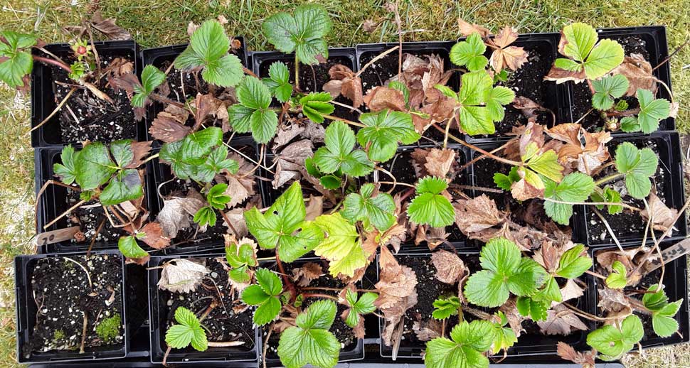 Transplanting Rooted Strawberry Runners - Grow Shop