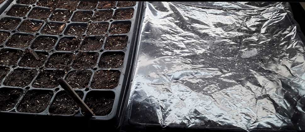 Lettuce can be covered with plastic and placed under lights for quick germination